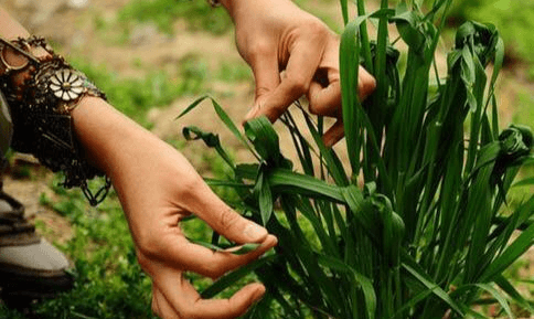 سیزده‌به‌در در روزهای سخت؛ امیدی که در دل طبیعت زنده می‌ماند